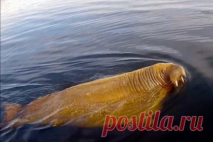 Российский заповедник показал видео с редким моржом. В Кандалакшский природный заповедник в Карелии начали возвращаться редкие атлантические моржи. Встреча с моржом состоялась еще 9 мая. 15 мая сотрудники заповедника показали видео с млекопитающим. В заповеднике объяснили, что морж исчез из региона из-за зверобойного промысла в Белом море.