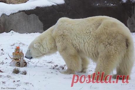 Рыбный торт, арахисовое масло, мед, изюм – берем пример, как нужно поздравлять именинников! 🎂