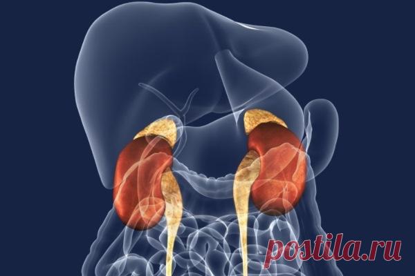 УЗИ надпочечников: что показывает и как делают, подготовка к исследованию, расшифровка результатов, нормы у женщин и мужчин, образования, показания и противопоказания