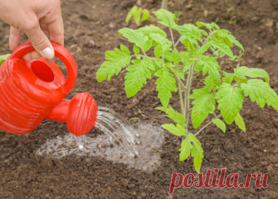 Чем и когда нужно подкормить томаты во время цветения и завязывания плодов — Дачный участок