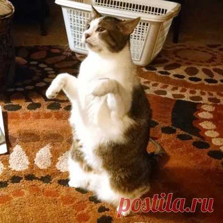 15 котов, которые слишком долго прожили с людьми