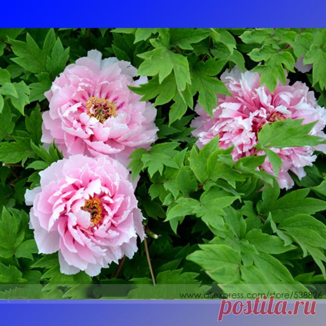 Новый фамильные воды розовый красный StripeTree пион цветок 