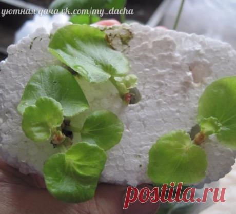 Как я проращиваю черенки