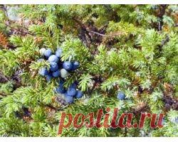 Полезные свойства можжевельника и вереска - allWomens