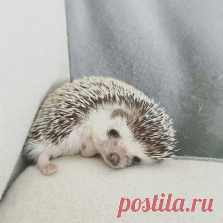 Настроение: грустный ёжик