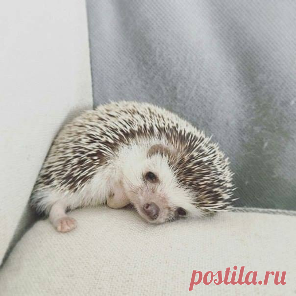 Настроение: грустный ёжик
