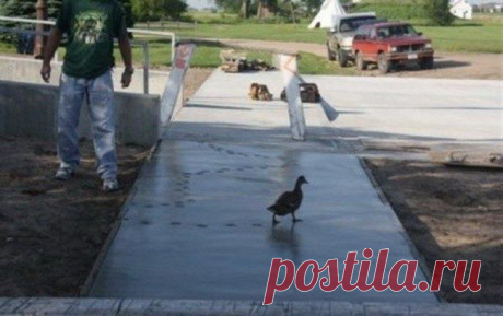 Наглость — второе счастье / Питомцы