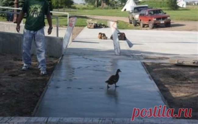 Наглость — второе счастье / Питомцы