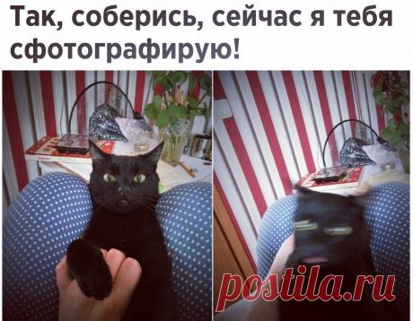 Подборка смешных и веселых надписей к картинкам из сети