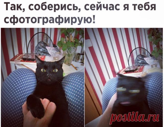 Подборка смешных и веселых надписей к картинкам из сети