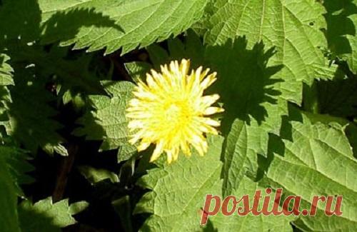 Удобрение из крапивы и одуванчиков