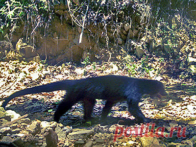 Бинтуронг - Arctictis binturong