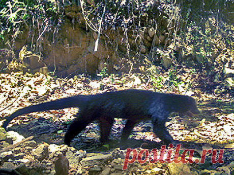 Бинтуронг - Arctictis binturong