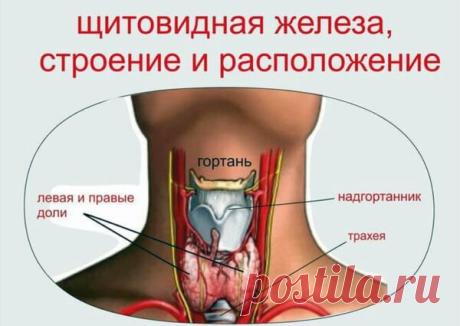 Развернутая информация о щитовидной железе