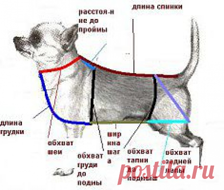 построение выкройки для собак.