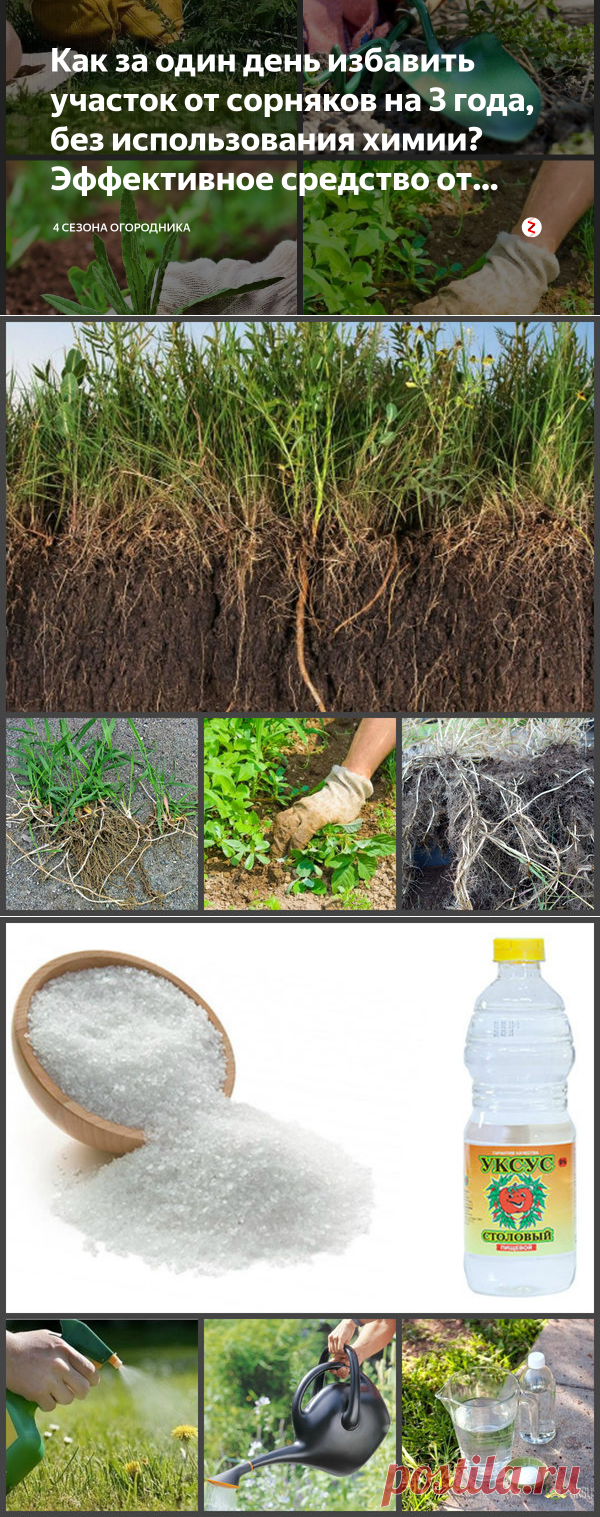 Как за один день избавить участок от сорняков на 3 года, без использования химии? Эффективное средство от сорняков! | 4 Сезона огородника | Яндекс Дзен