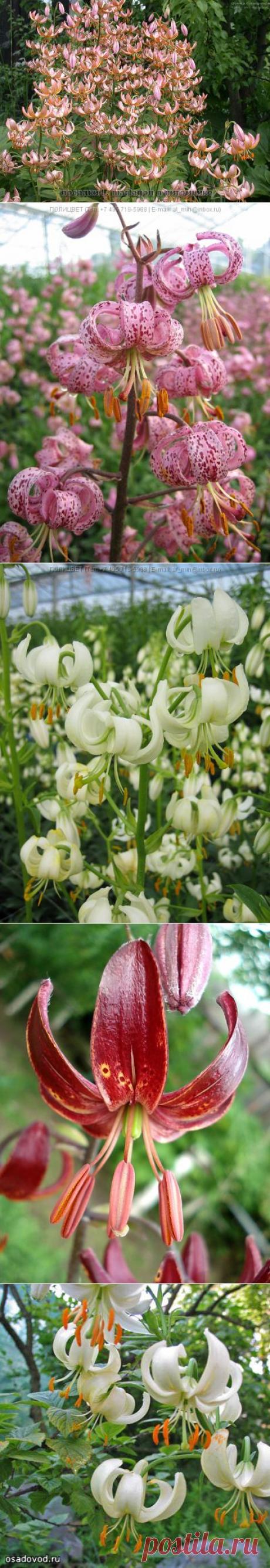ЛИЛИИ МАРТАГОН ГИБРИДЫ | Самоцветик