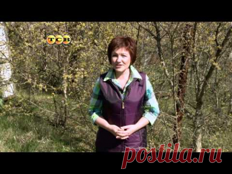 6 соток - Кизил - YouTube