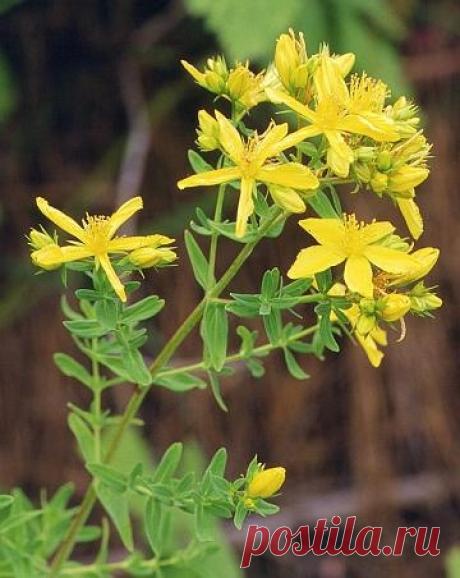 ЗВЕРОБОЙ - ТРАВА СЧАСТЬЯ - Клуб Сибирского здоровья