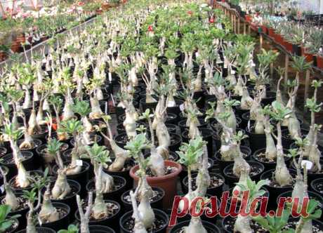 Пересадка Адениума (Adenium) секреты, тонкости, нюансы | Raritet-plants