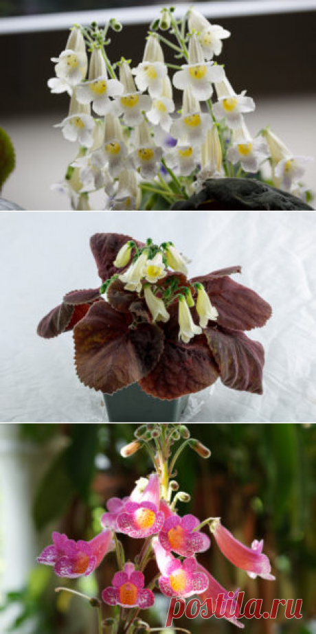 Смитианта: фото, советы и рекомендации по уходу | flori-da.ru
