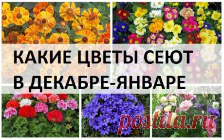 Какие цветы стоит высадить в январе на рассаду?
Опытные цветоводы знают, что есть ряд цветов, которые стоит высадить уже в январе, чтобы они радовали вас своей красотой как можно раньше.
Читайте статью в группе Школа Цветоводства
Подписывайтесь, и растите цветы правильно!