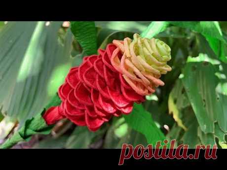 ABC TV | How To Make Shampoo Ginger Paper With Crepe Paper - Craft Tutorial