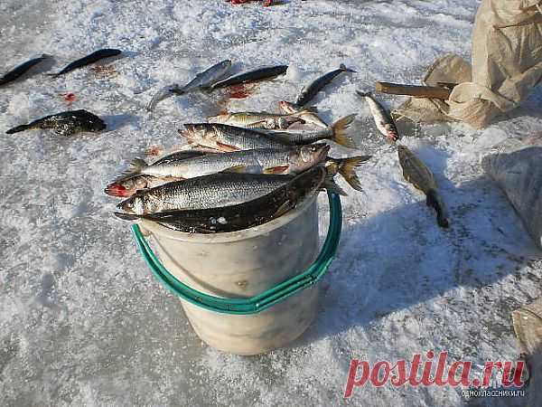 Дары  моря.