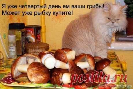 КУХОННЫЙ ЮМОР - Блог. yurii - Группы Мой Мир