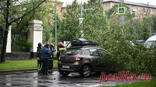 Более двух тысяч деревьев рухнули под натиском урагана в 12 регионах