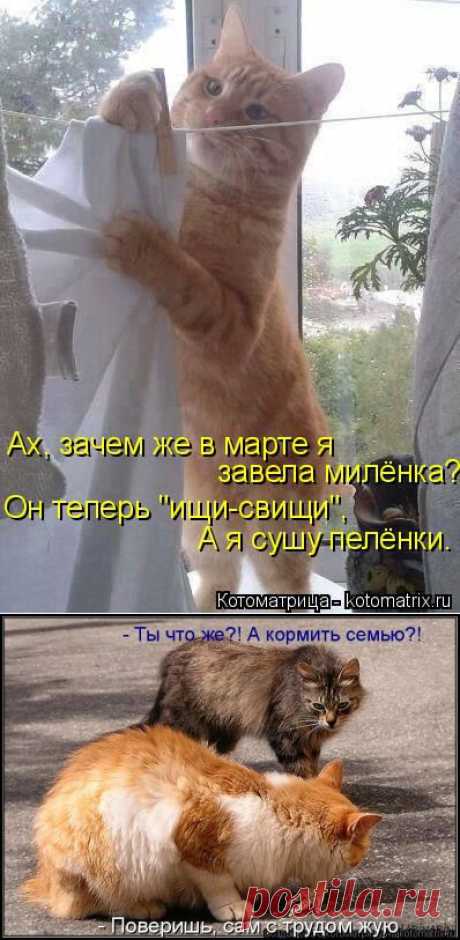 Котоматрица: Главная
