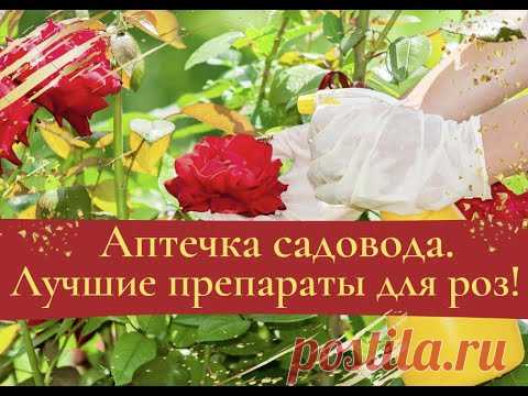 Аптечка садовода. Лучшие препараты для защиты роз!