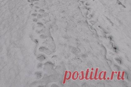 Потерявшийся пятилетний мальчик спасся от метели благодаря водителю автобуса