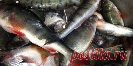 Муж попросил жену купить ему презерватив на рыбалку!
Собрался я однажды на рыбалку. Всякий знает, лучшая наживка для корюшки – тонкие полоски обычного презерватива, насаженные на крючок. И, что характерно, эта рыбка признает только зеленый цвет. Если вы будете соблазнять ее другим колером, то останетесь при своем и вернетесь домой без улова. Как говорится, плавали, знаем. Рыбацкая снасть у меня завсегда наготове, а […]
Читай пост далее на сайте. Жми ⏫ссылку выше