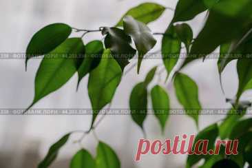 Ficus houseplant leaves against light window tulle background Стоковое фото, фотограф Ilaronsia / Фотобанк Лори