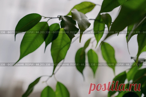 Ficus houseplant leaves against light window tulle background Стоковое фото, фотограф Ilaronsia / Фотобанк Лори