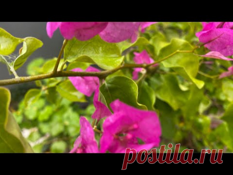Эти растения довольно стойкие!
