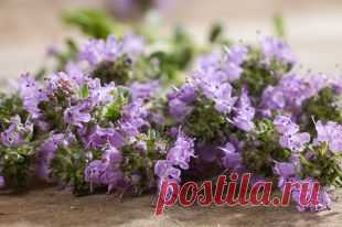 Чабрец, тимьян ползучий: свойства, польза и лечебное применение | Полезные инструкции от aif.ru