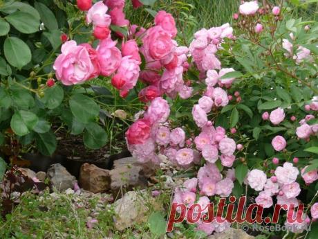 САД участника Barbara | Самоцветик