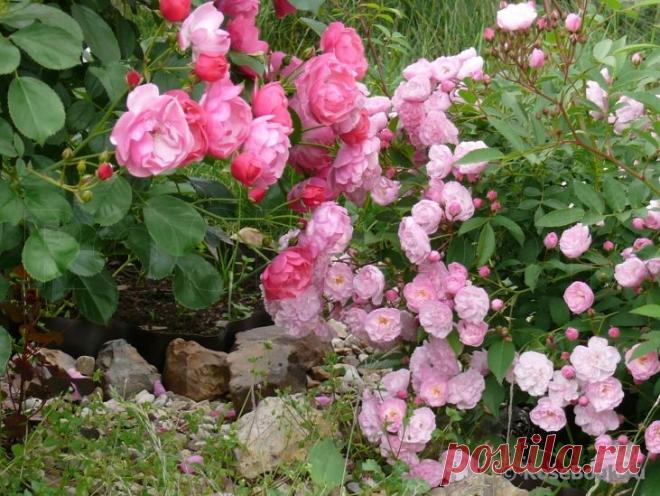 САД участника Barbara | Самоцветик