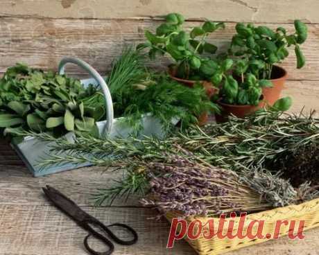 Волшебные ароматы пряных трав