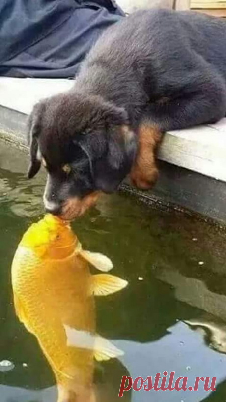 Google+