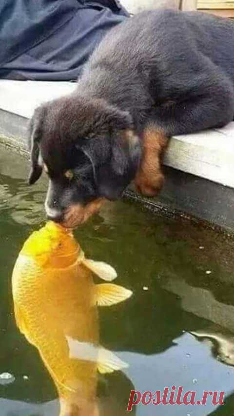 Google+