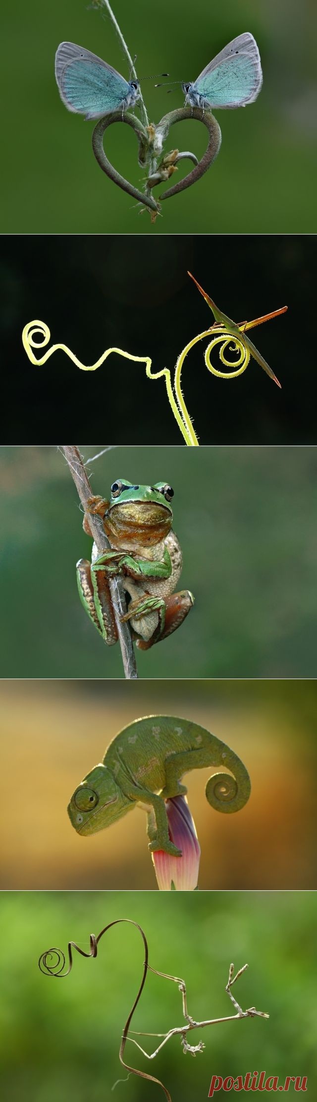 Макрофотографии от Мехмета Карача.