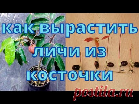 Как вырастить личи из косточки