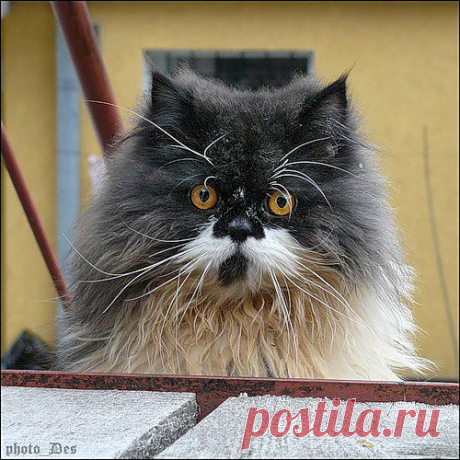 DES9924 — «P1390218аб.jpg» на Яндекс.Фотках
Барсик фон Котофеич - красивее кота не встречал.