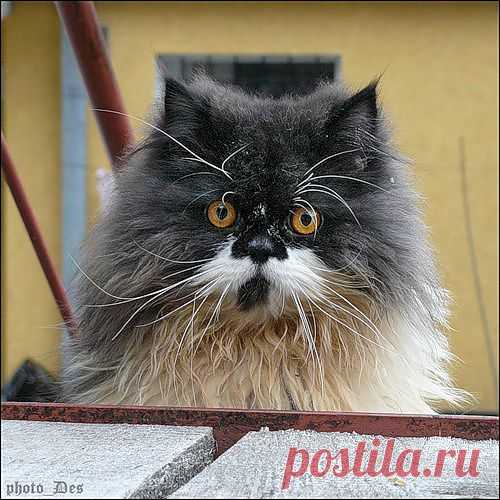 DES9924 — «P1390218аб.jpg» на Яндекс.Фотках
Барсик фон Котофеич - красивее кота не встречал.