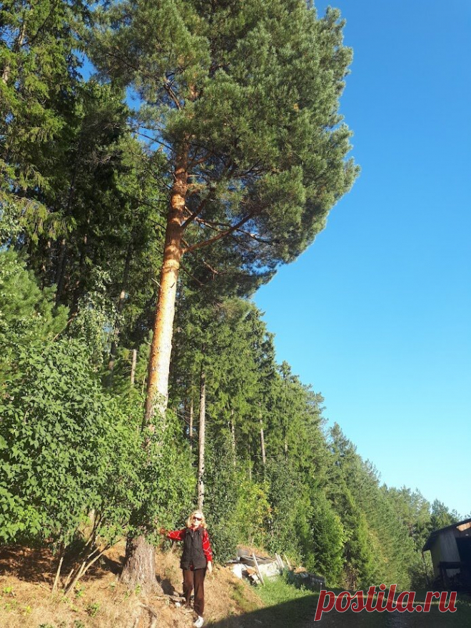 Они помнили. Почему наши бабушки и дедушки, а потом и родители прививали нам высокие вибрации | Океан реальности | Дзен