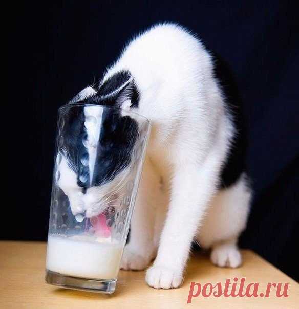 Коты-воришки, пойманные с поличным / Питомцы