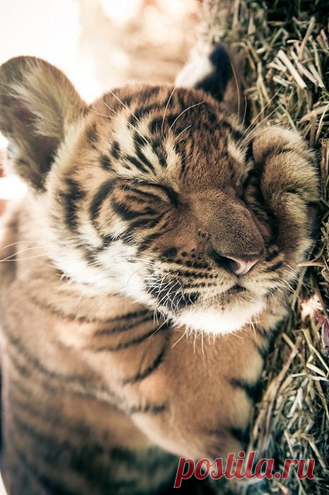 wolverxne:
“ Sleeping Tiger cub - by: (Giane Porta)
”